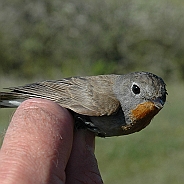 Mindre flugsnappare, Sundre 20100522